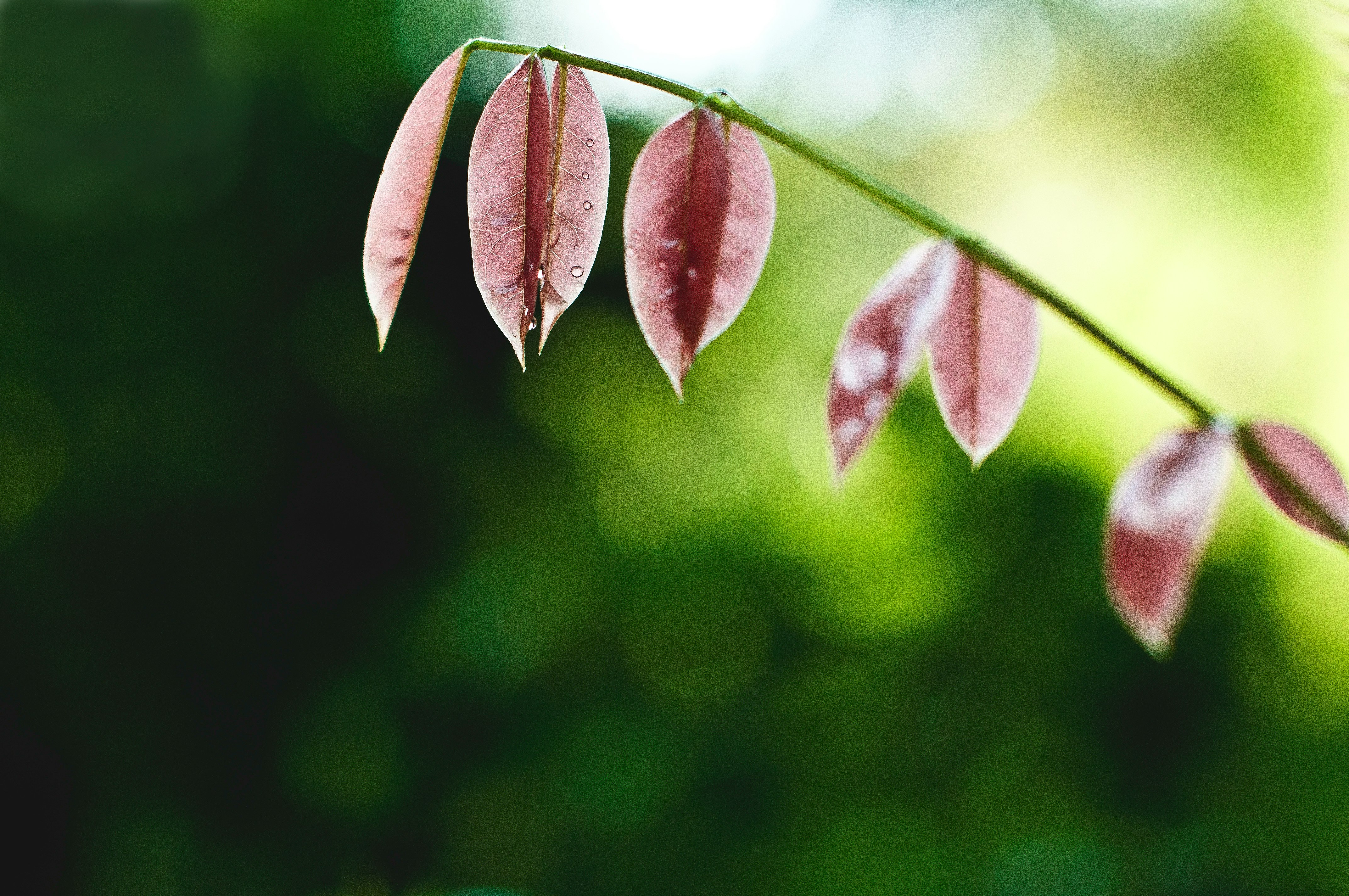 shallow focus photography of red leaved plant